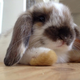 Image for article titled A Visit to Japan's Bunny Cafes